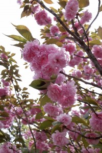 八重桜